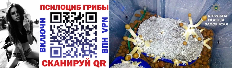 купить закладку  Гусиноозёрск  Галлюциногенные грибы GOLDEN TEACHER 